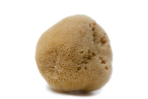 Silk Sponge Single Mediterranean Silk Sea Sponge Tampon